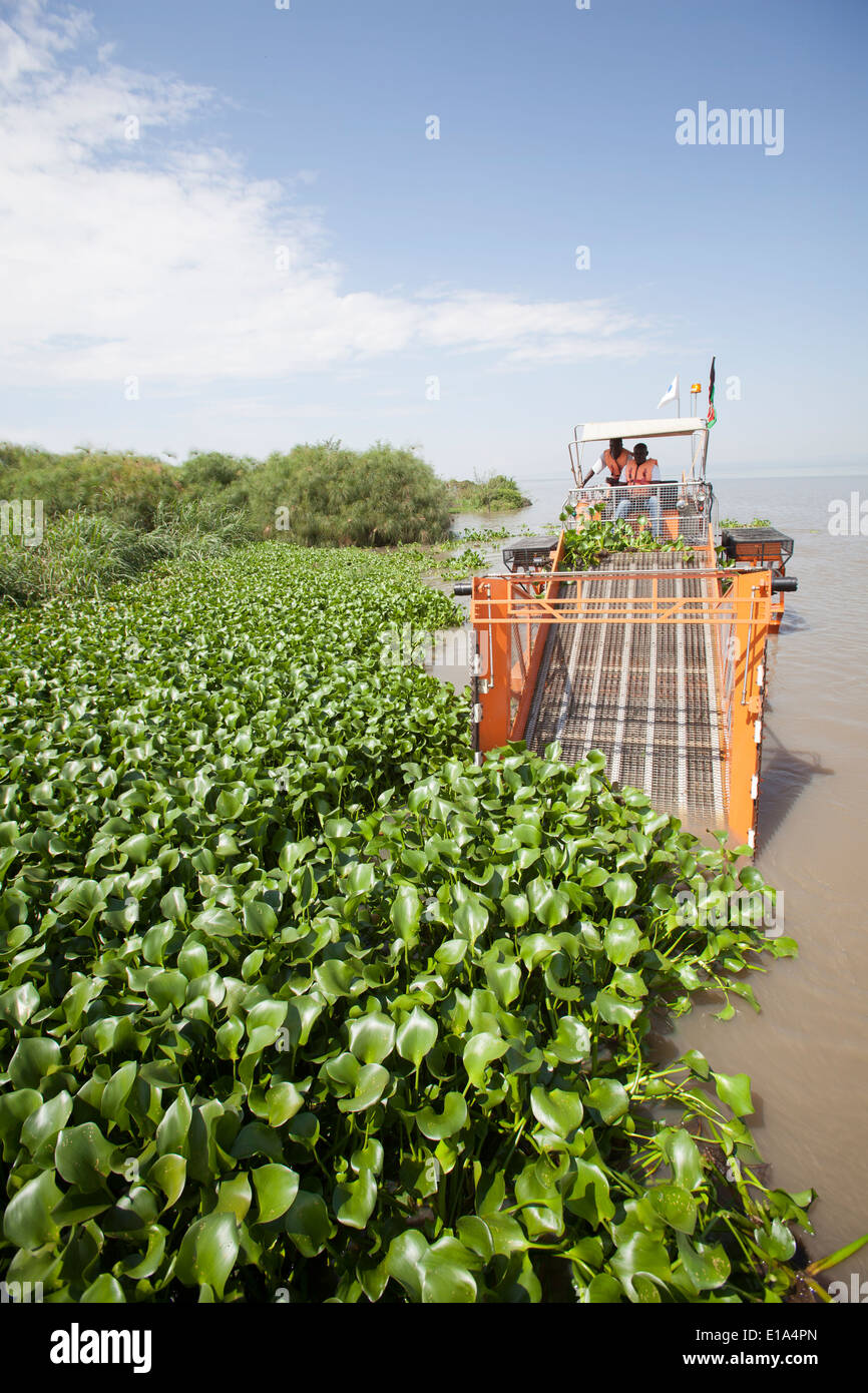 Water Hyacinth (Eichhornia Crassipes) harvester on Lake Victoria Stock