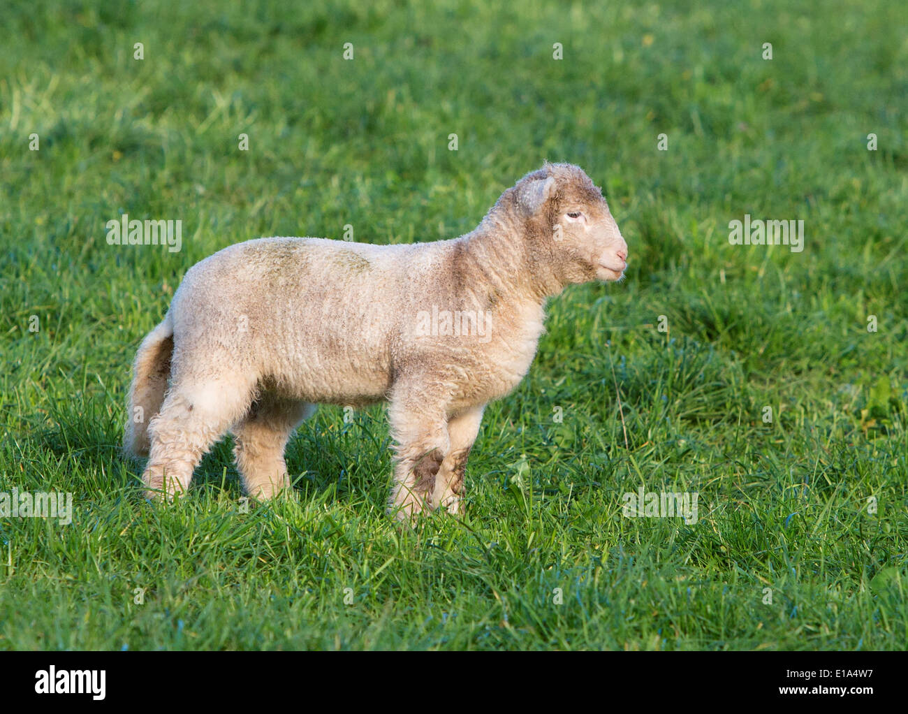 Sheep with their new born lambs grazing in the fields Stock Photo - Alamy