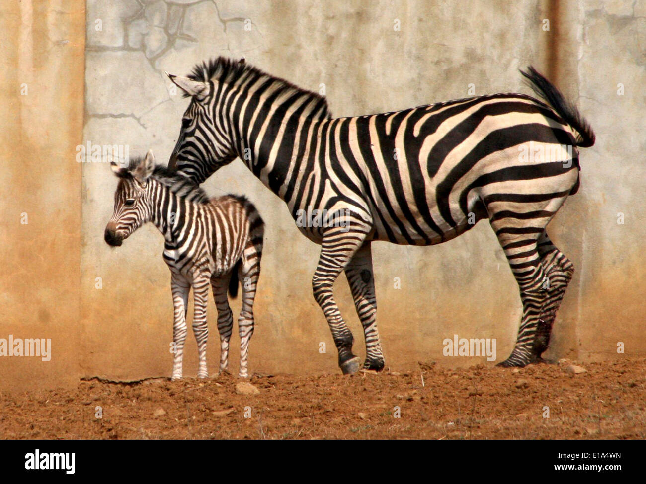 A zebra and her foal at a wildlife park. Stock Photo