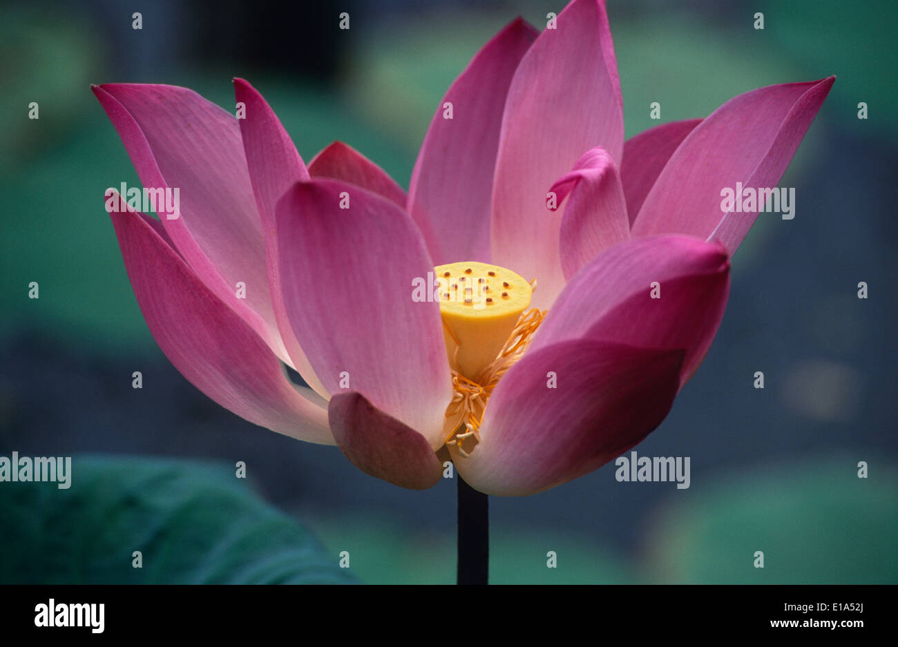 (Nelumbo nucifera) Bali, Indonesia, Asia Stock Photo