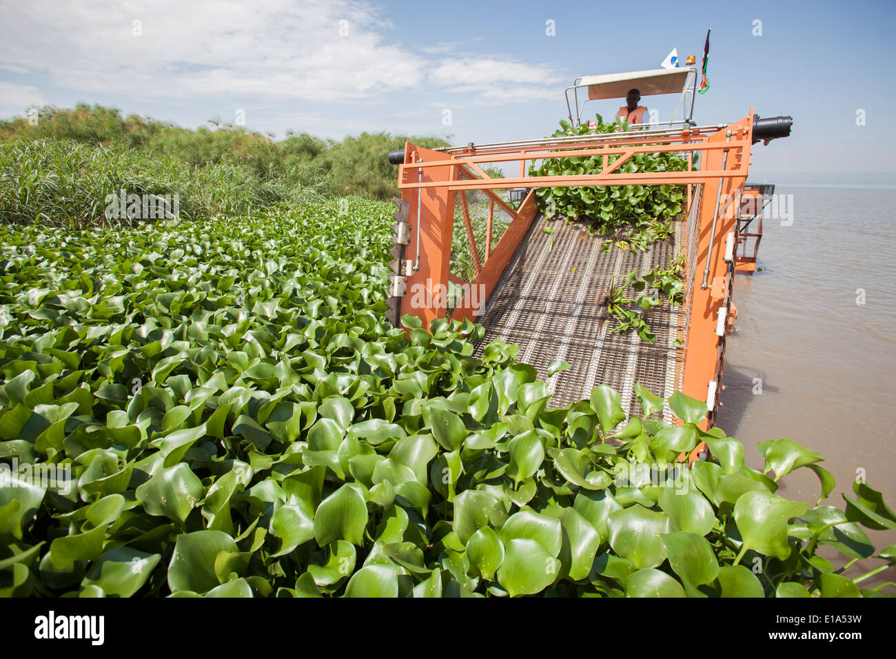 Water hyacinth hires stock photography and images Alamy