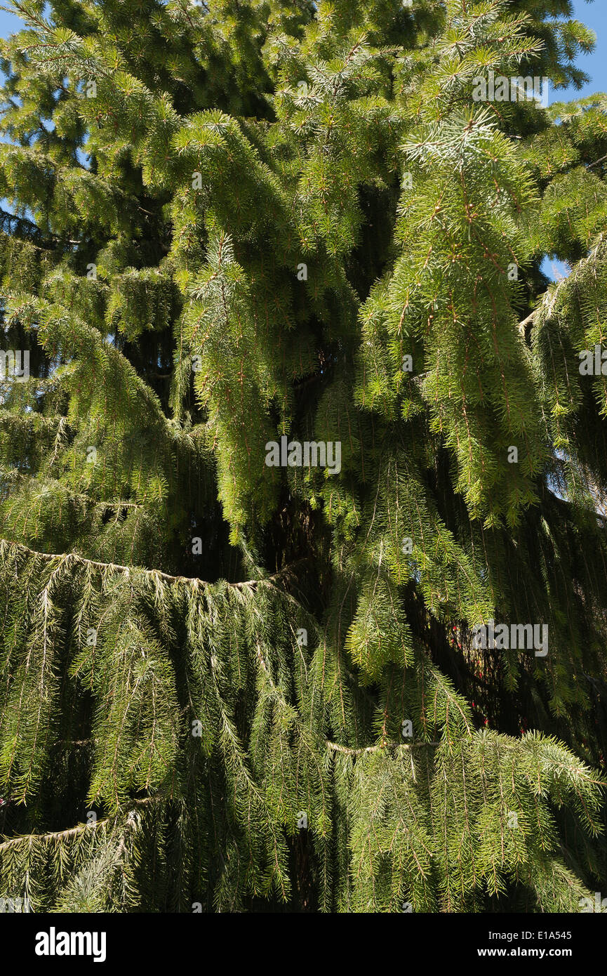Evergreen tree with drooping branches hires stock photography and images Alamy