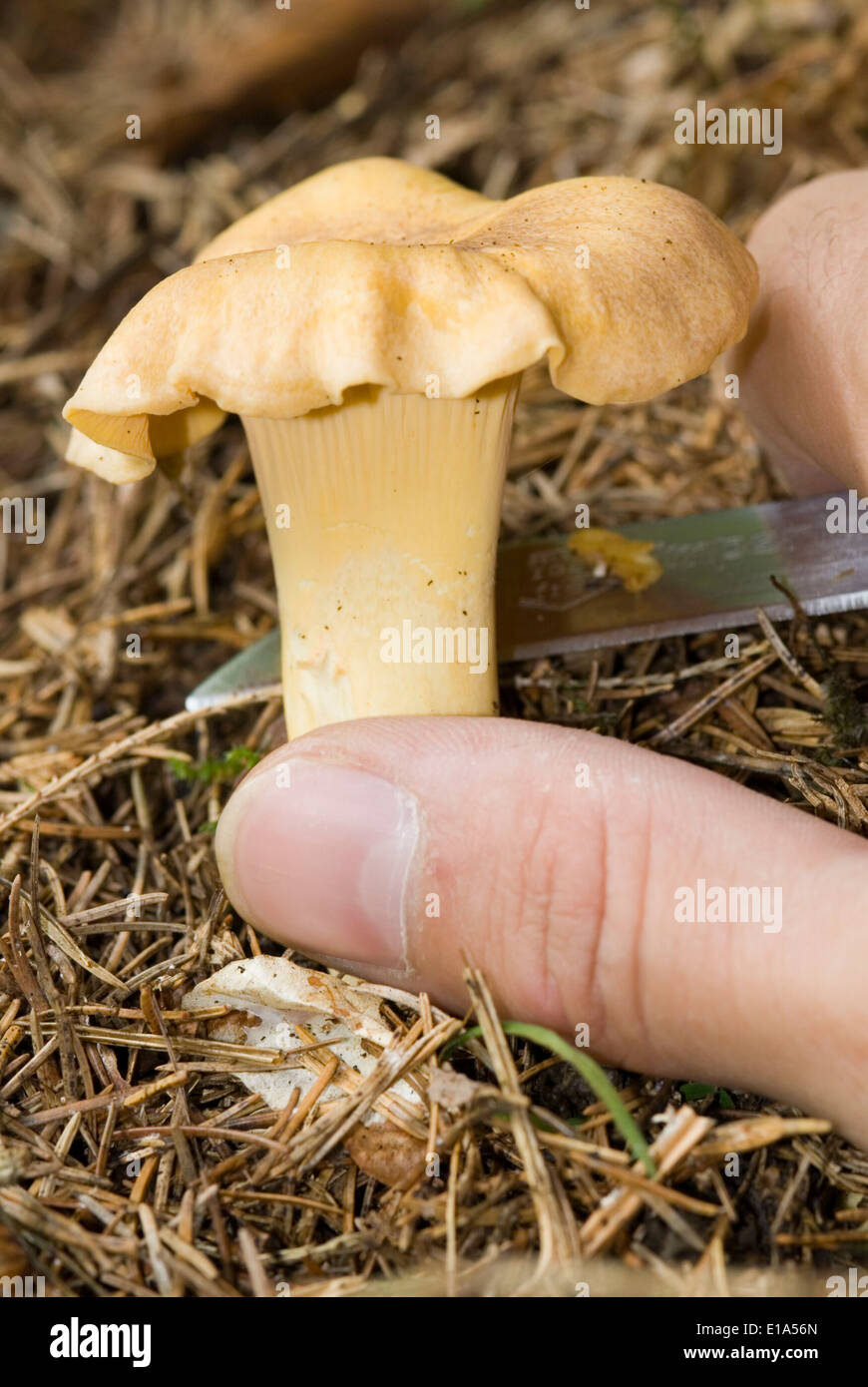 Cantharellus (Cantharellus cibarius) Stock Photo