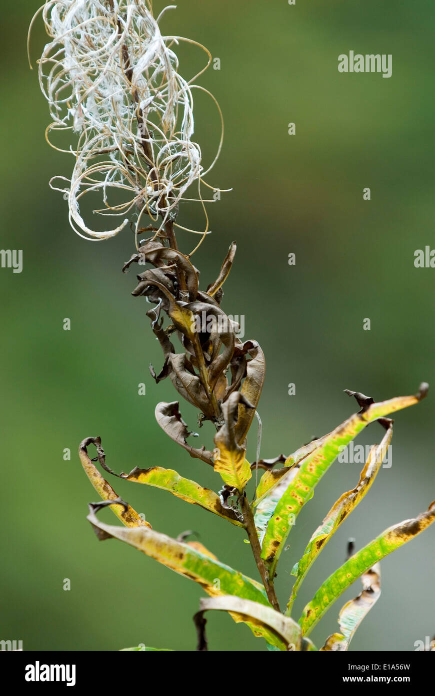 Fireweed (Epilobium angustifolium) Stock Photo