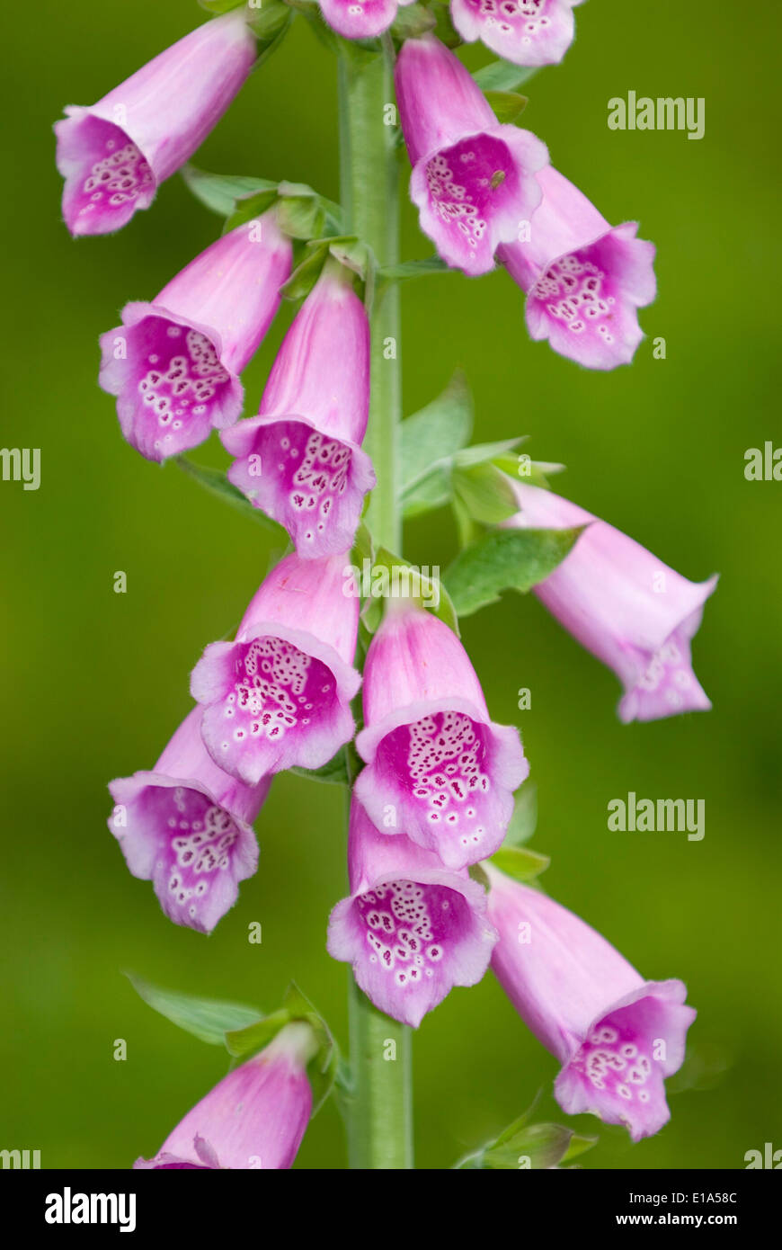 Common Foxglove (Digitalis purpurea L.) Stock Photo