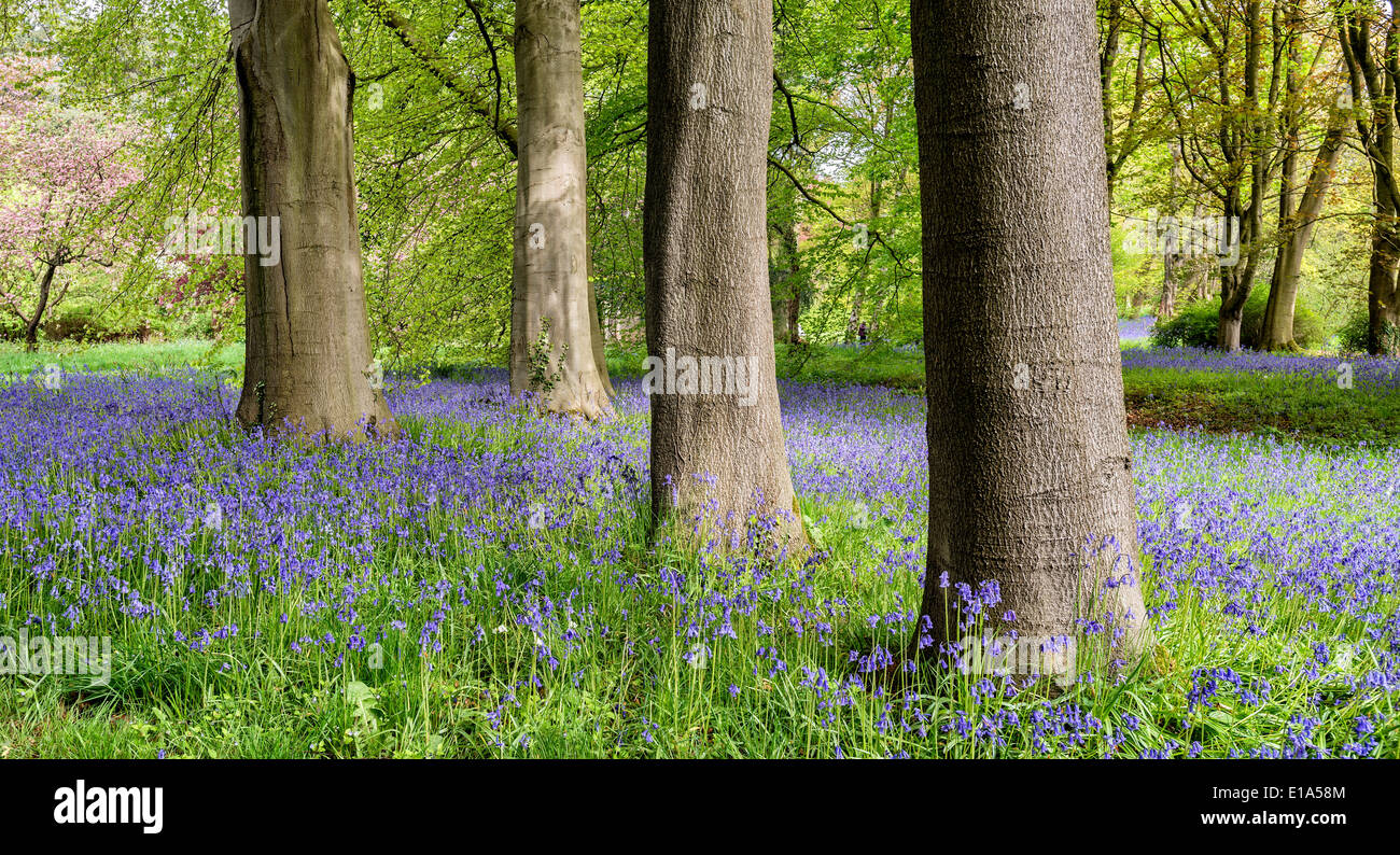 Bluebells in Thorpe Perrow arboretum Stock Photo