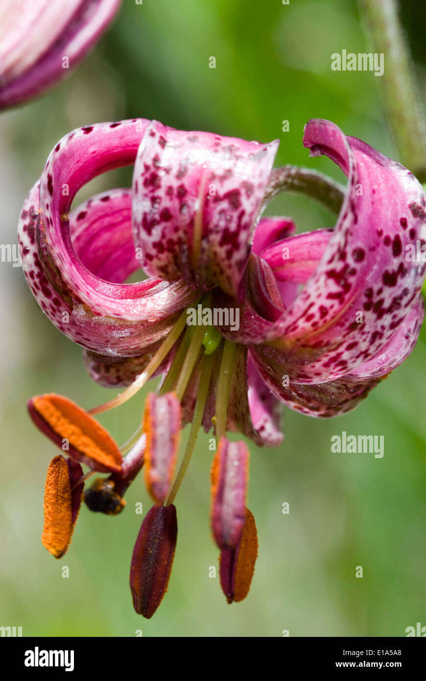 Turkscap Lilie (Lilium martagon) Stock Photo