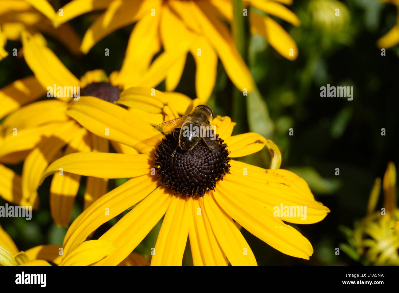 Rudbeckia cone flower honey bee Stock Photo Alamy