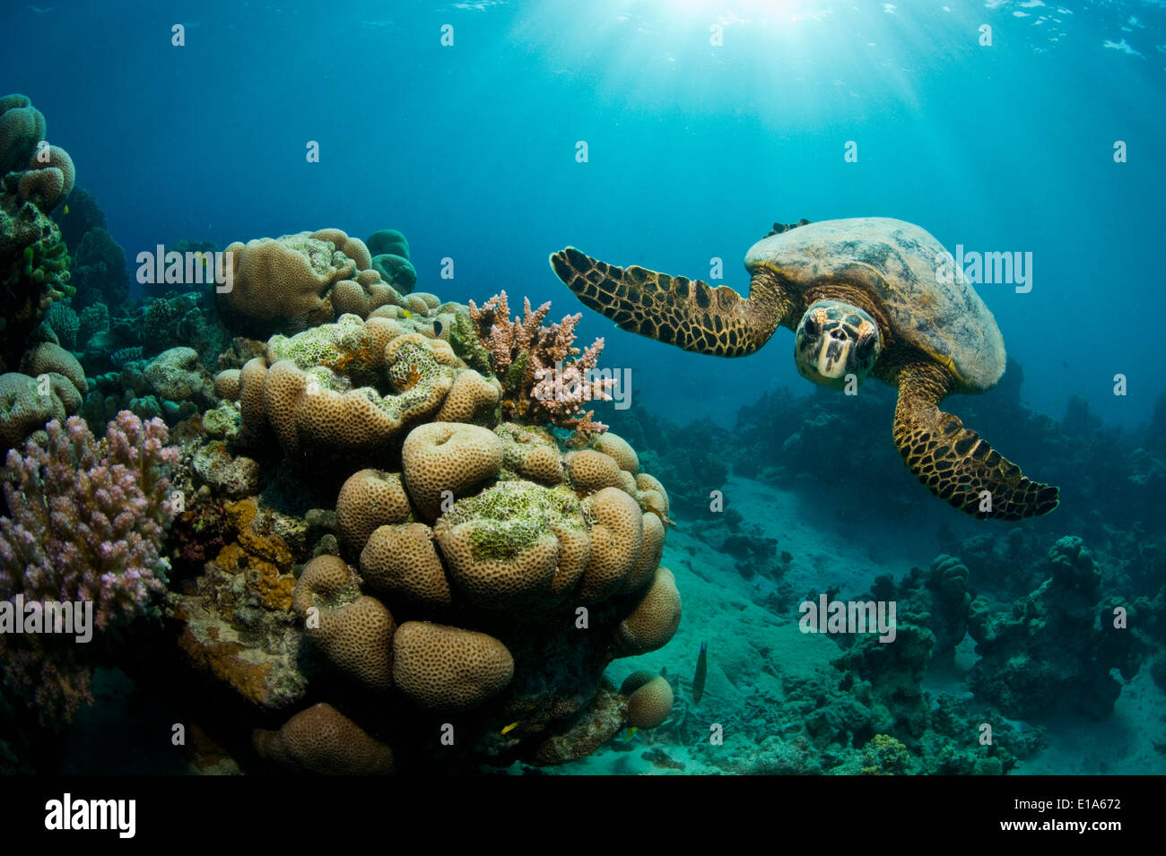 green sea turtle (Chelonia mydas) Marsa Alam, Red Sea, Egypt Stock Photo