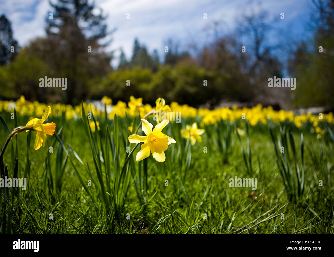 Daffodil Hill Sutter Creek California Stock Photo Alamy