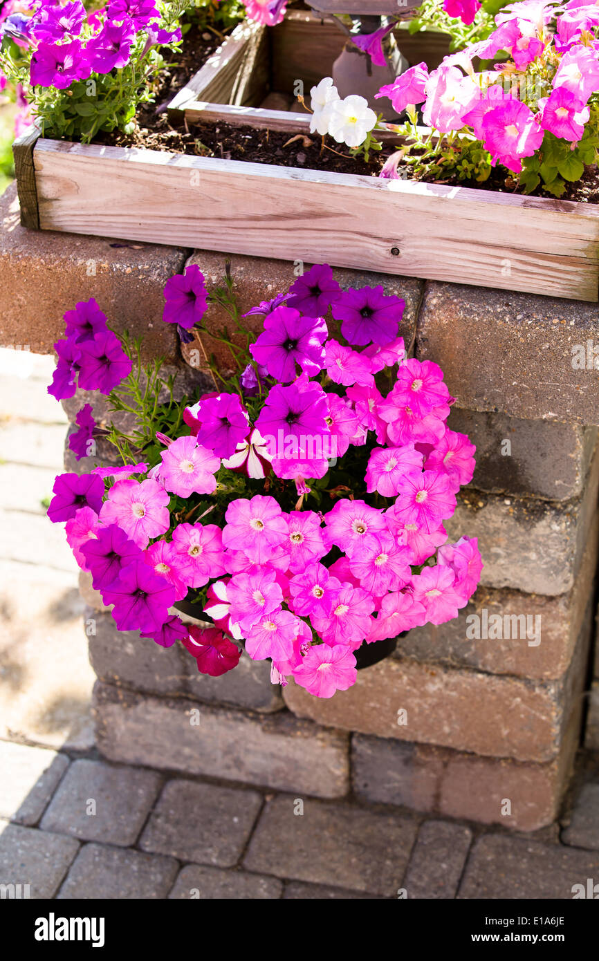 Pink and purple petunias hanging on the pillar creating stylish nice accent distinctive look Stock Photo