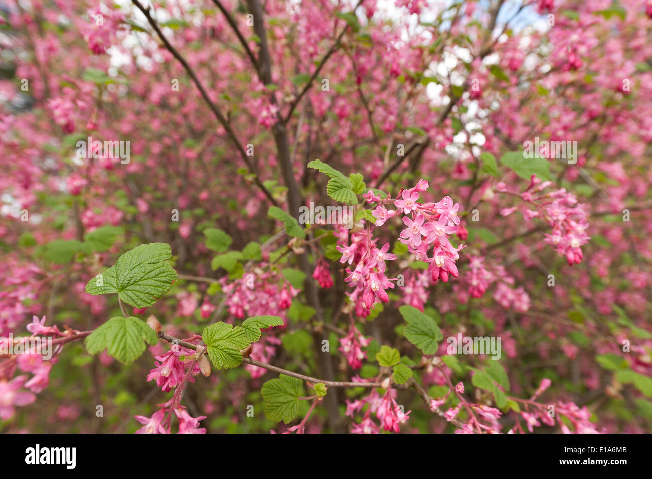 Delicate soft flowers of red pink currant shrub redflower bush lots of bright vibrant blossom Stock Photo