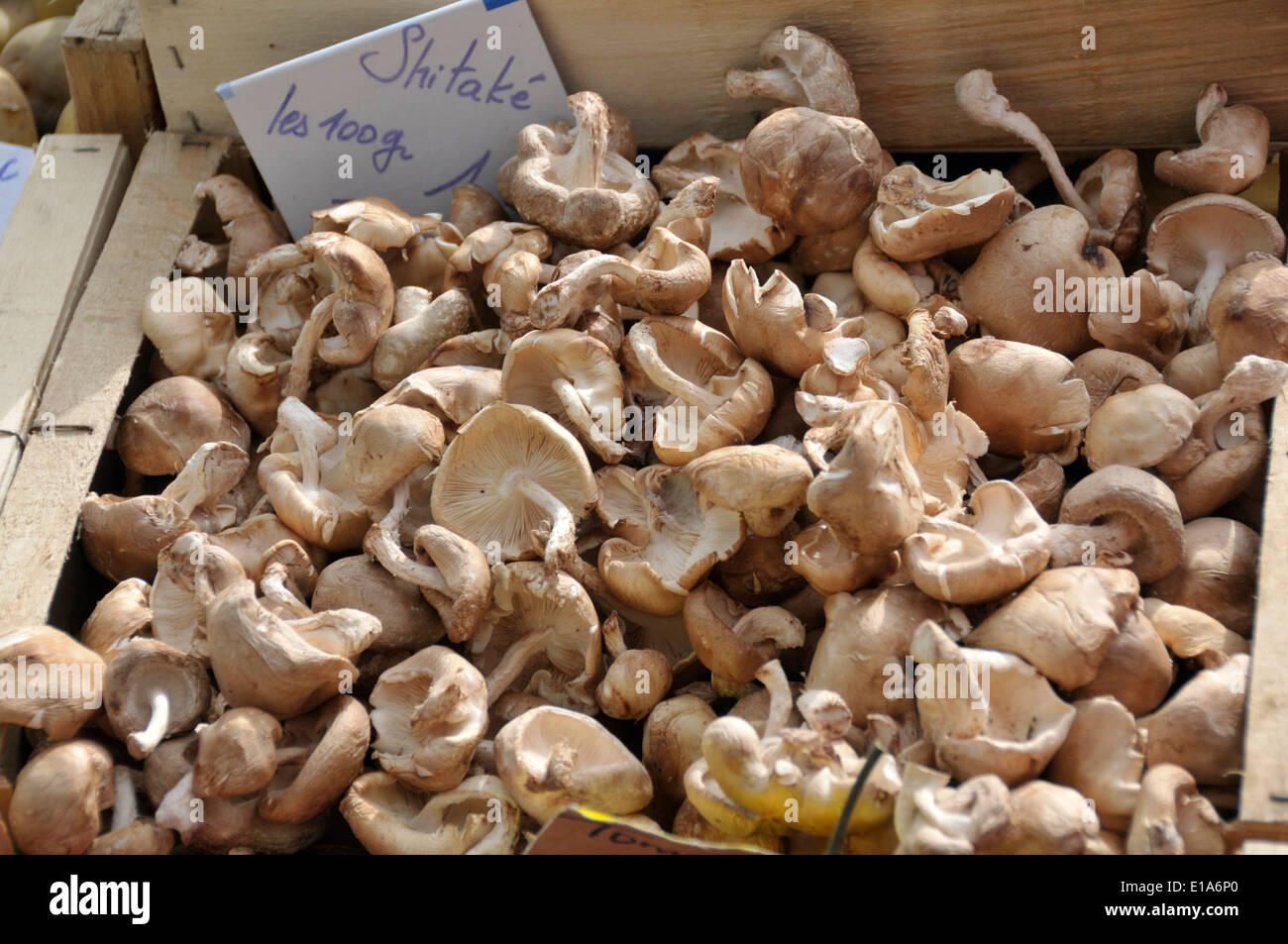 Shitake mushroom hi-res stock photography and images - Alamy