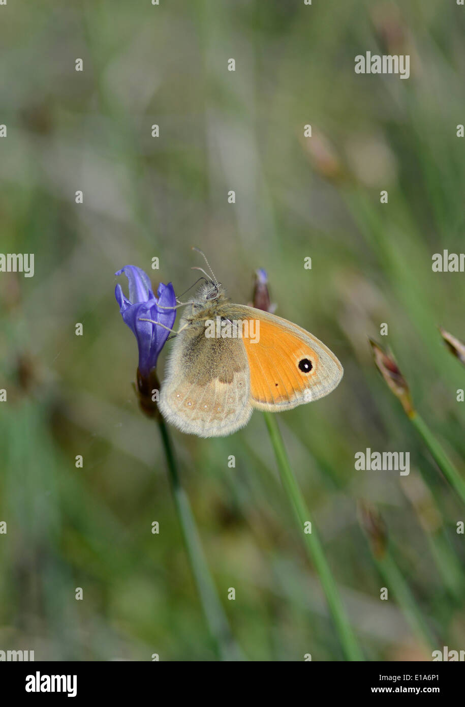 Small Heath Butterfly: Coenonympha pamphilus. Provence, France Stock Photo