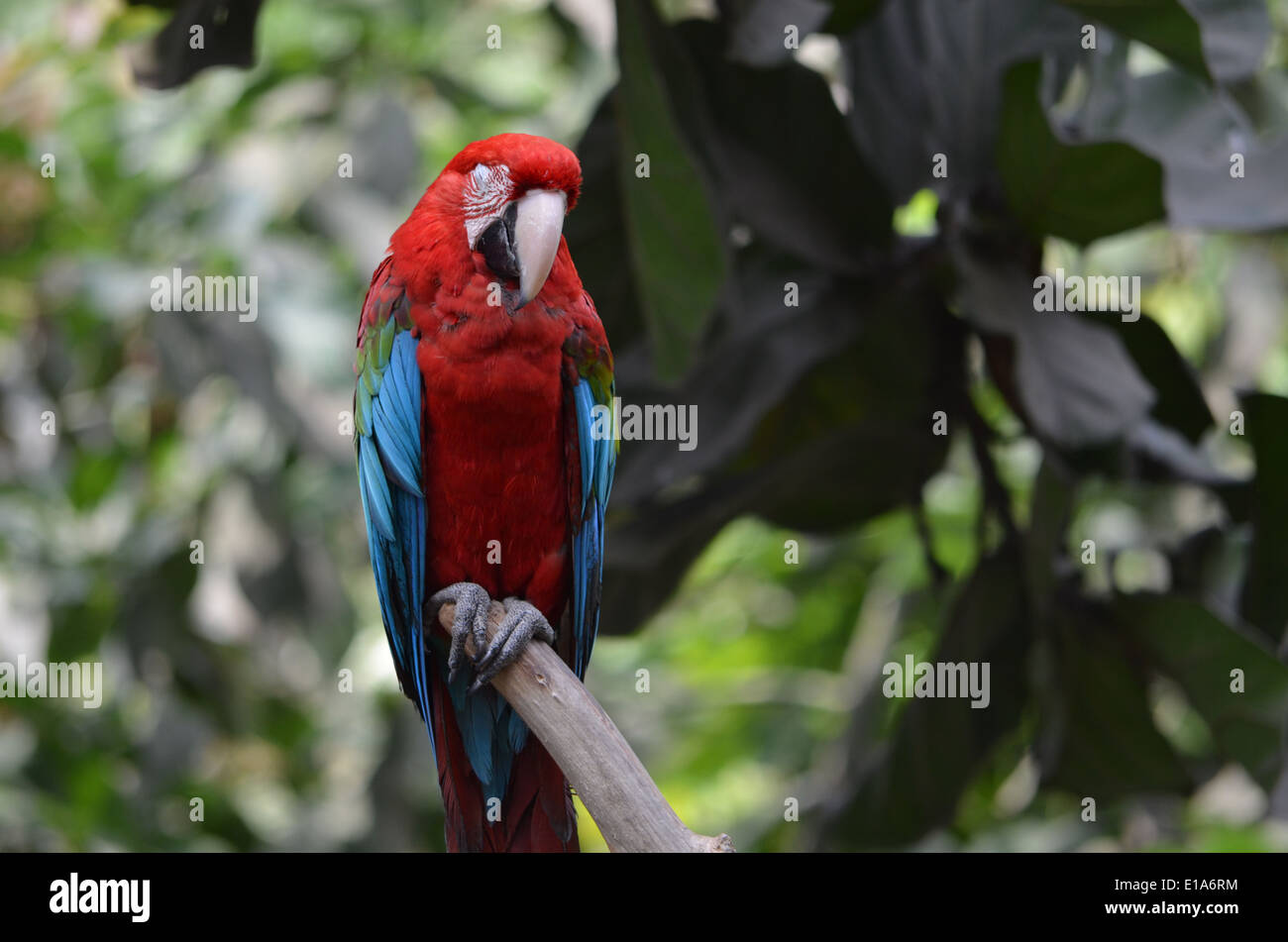 A Scarlet Macaw Ara Macao Sits On A Branch In The Amazon Rainforest Near Iquitos Peru Stock Photo Alamy A Scarlet Macaw Ara Macao Sits On A Branch In The Amazon Rainforest Near Iquitos Peru Stock Photo Alamy