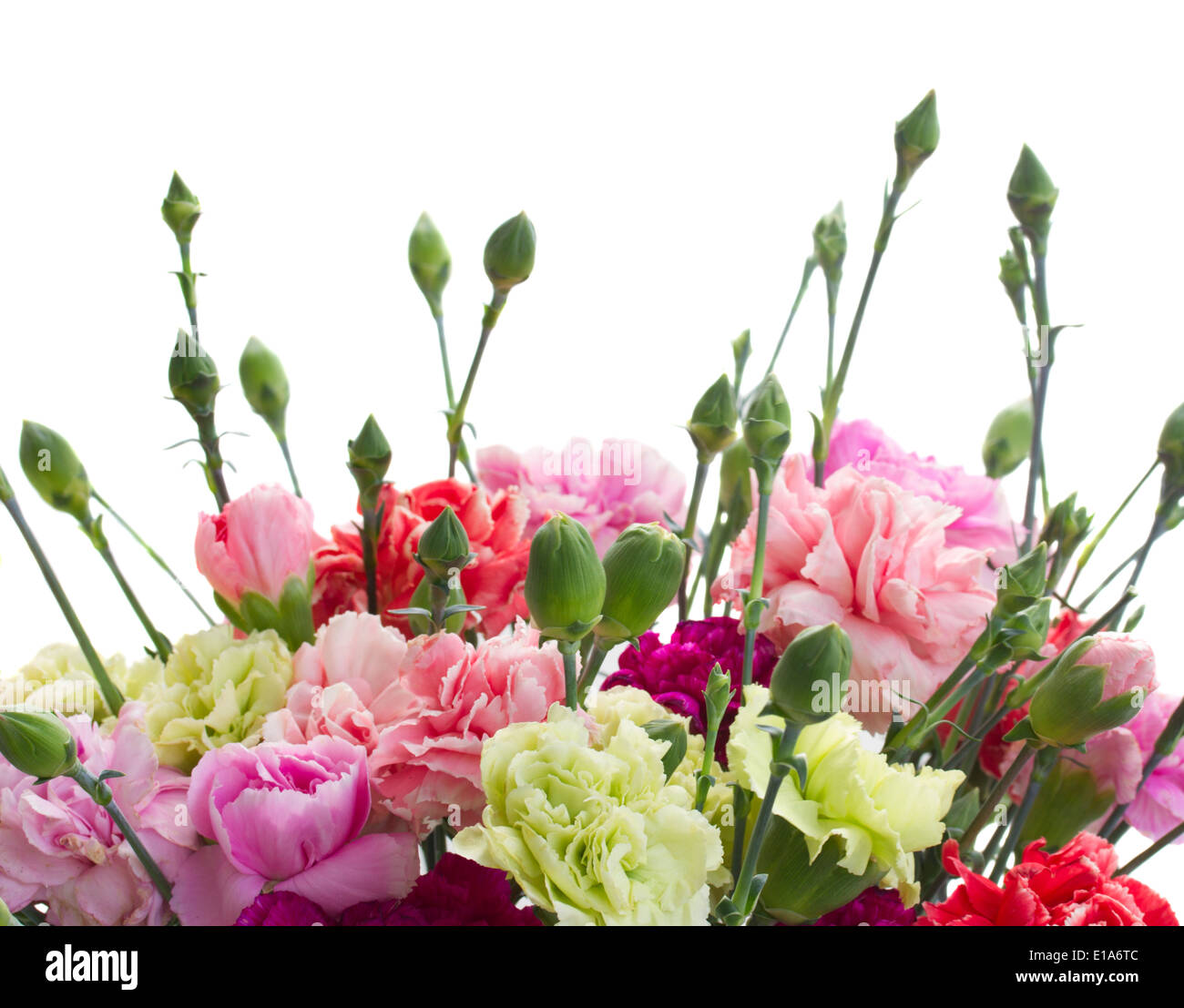 Border carnation garden hires stock photography and images Alamy