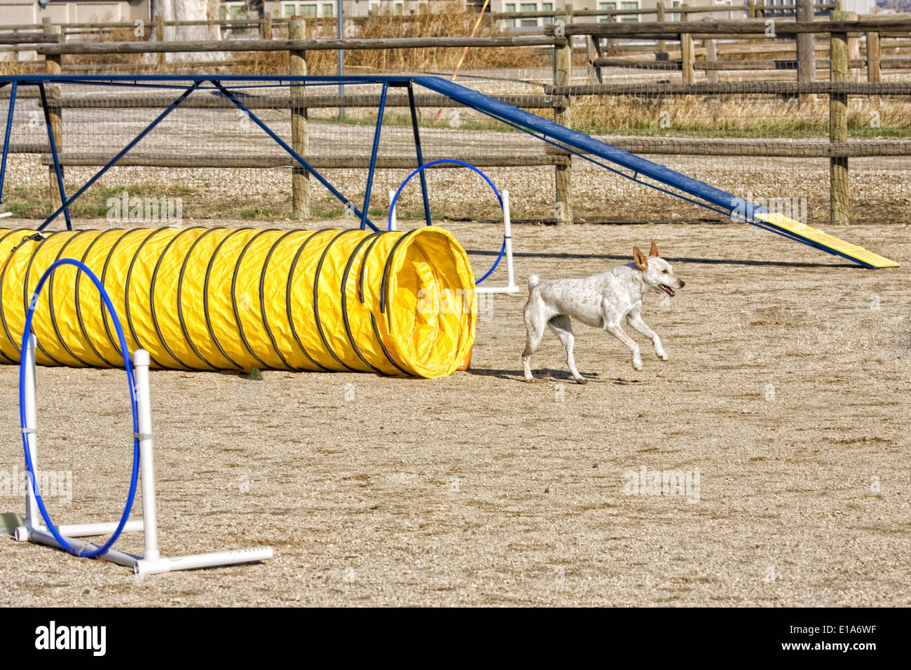 Dog being trained in agility coming out of tunnel Stock Photo Alamy