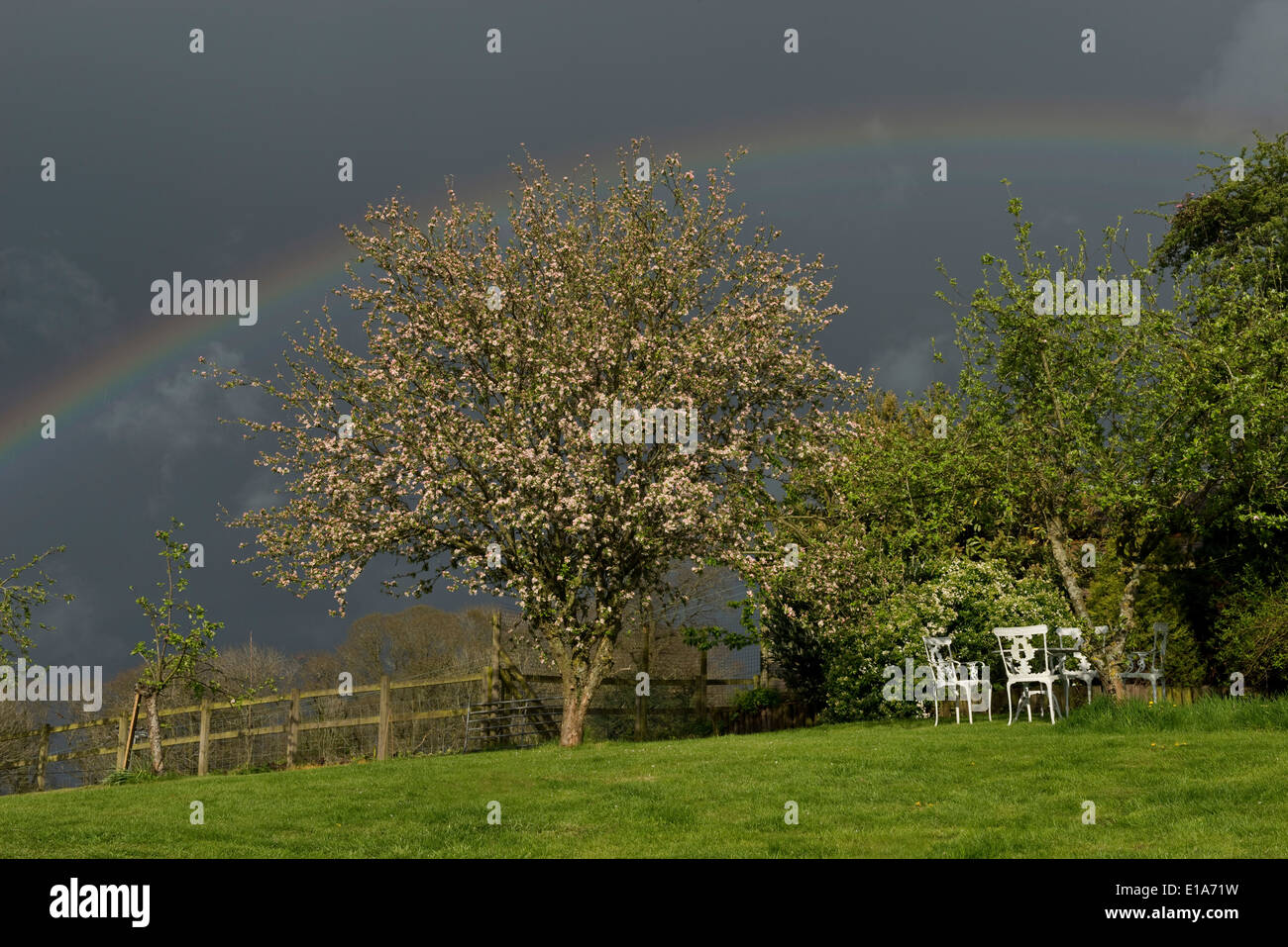Dark sky with a vivid rainbow over a garden with a flowering crab apple tree on a showery spring day in West Berkshire Stock Photo