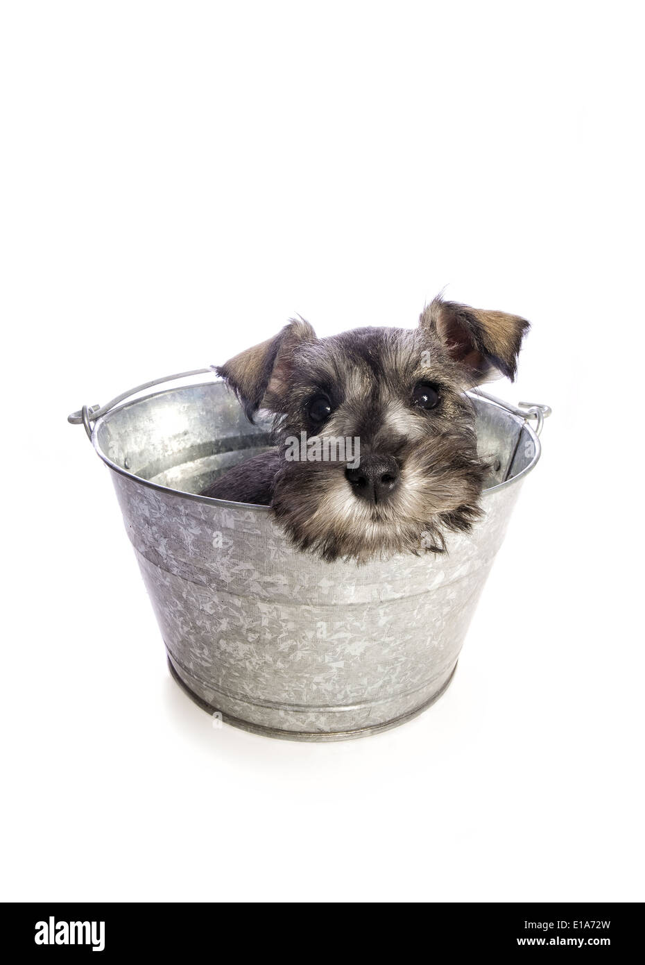 Adorable Miniature Schnauzer puppy waiting for bath in wash tub
