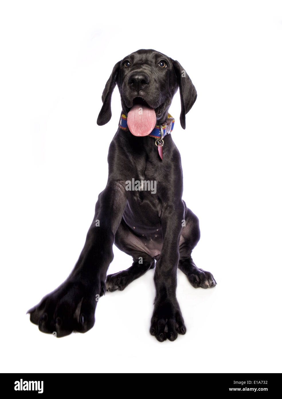 Adorable black Great Dane puppy with big paw out isolated on white background Stock Photo