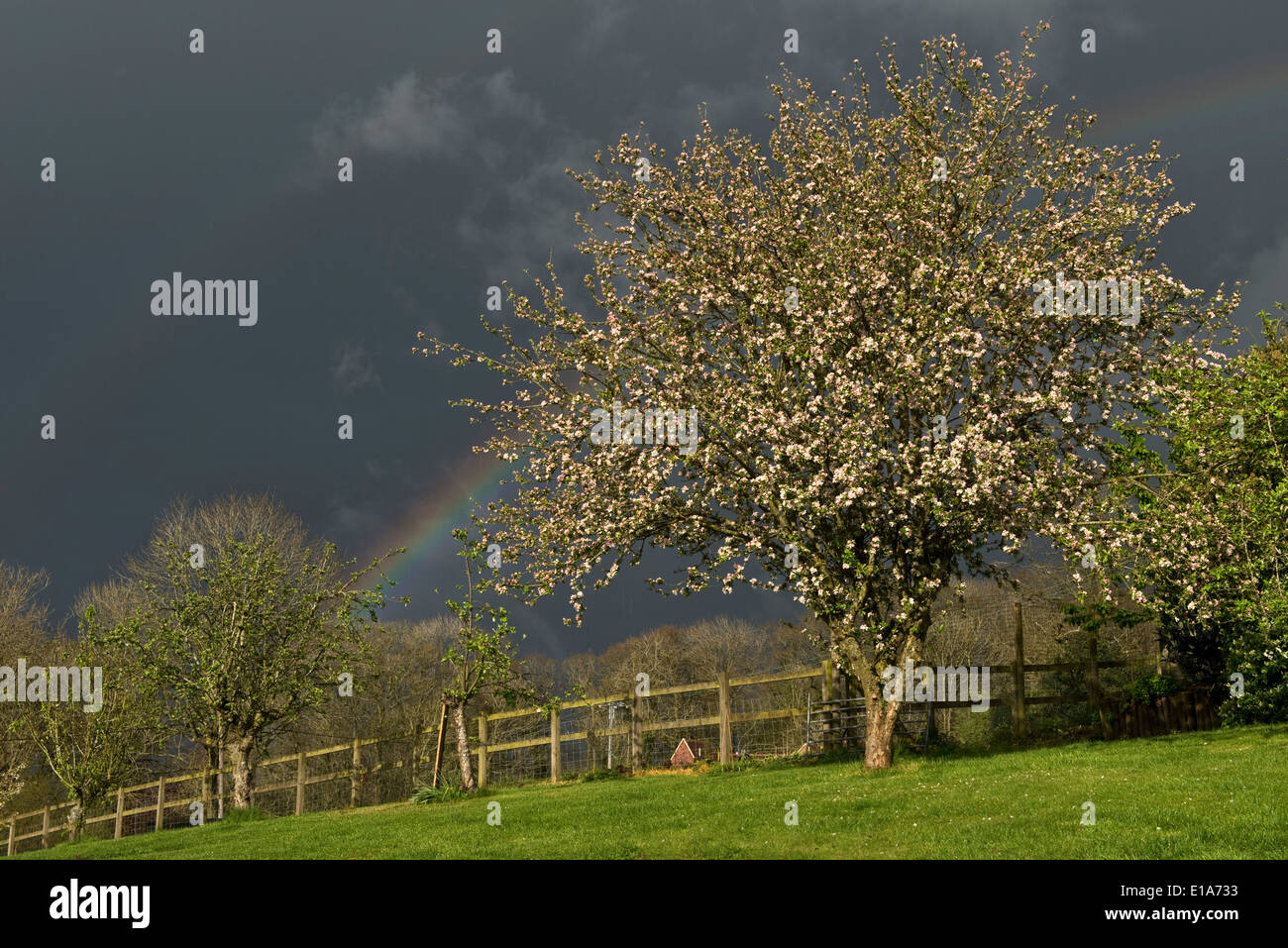 Dark sky with a vivid rainbow over a garden with a flowering crab apple tree on a showery spring day in West Berkshire Stock Photo