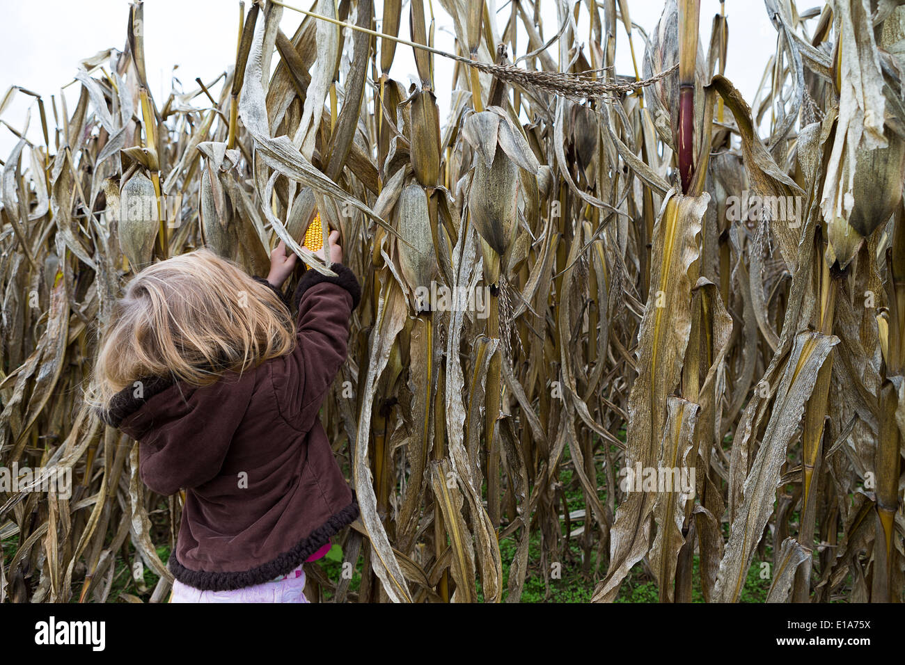 Little girl trying to pick dry corn ear in the cornfield around crop time Stock Photo