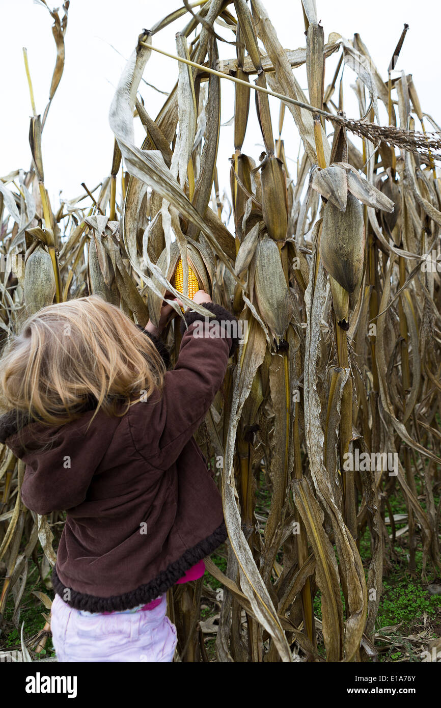 Little girl trying to pick dry corn ear in the cornfield around crop time Stock Photo