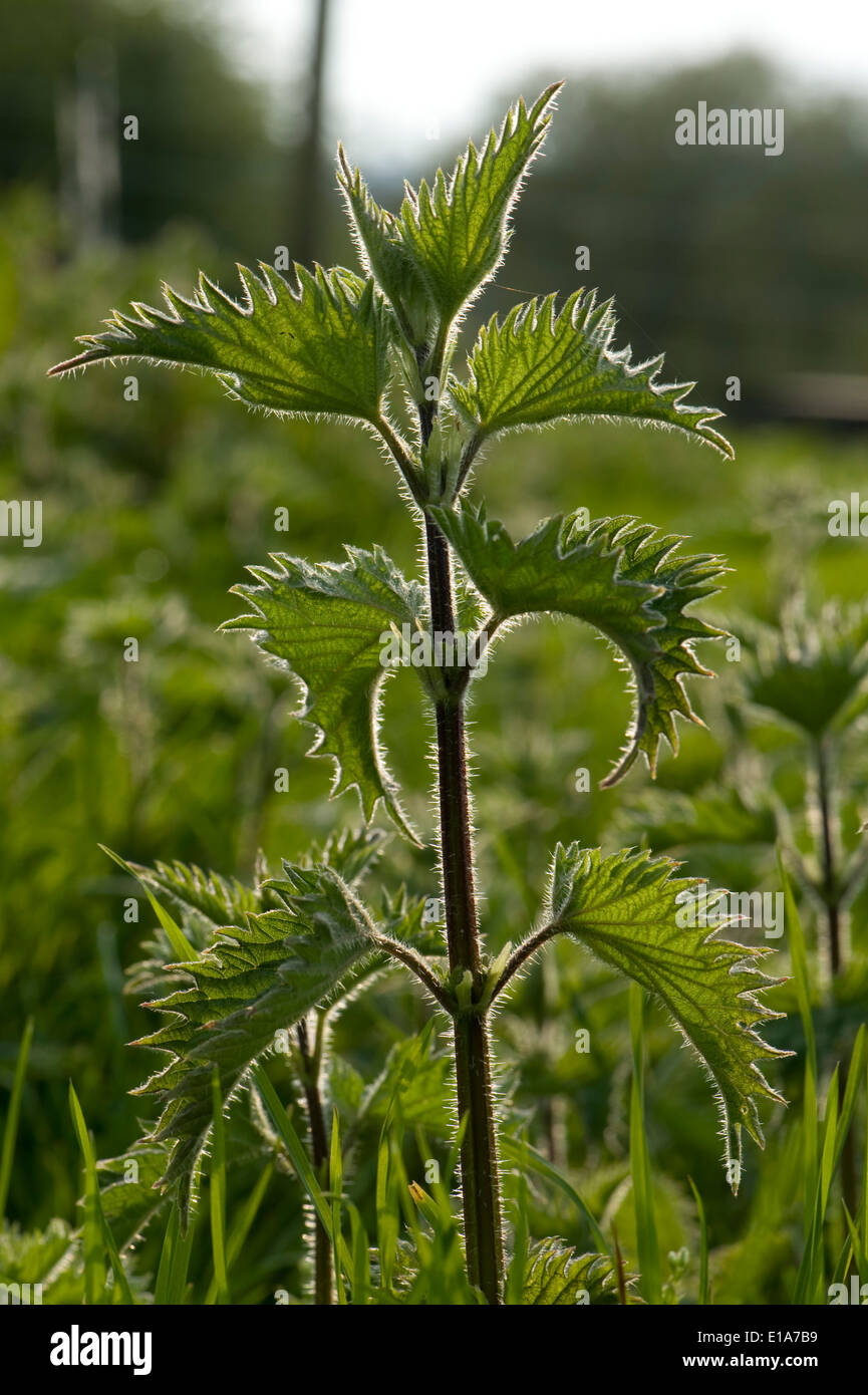 Stinging nettle, Urtica dioica, photographed against the light and highlighting the stinging hairs on the leaves and stem Stock Photo