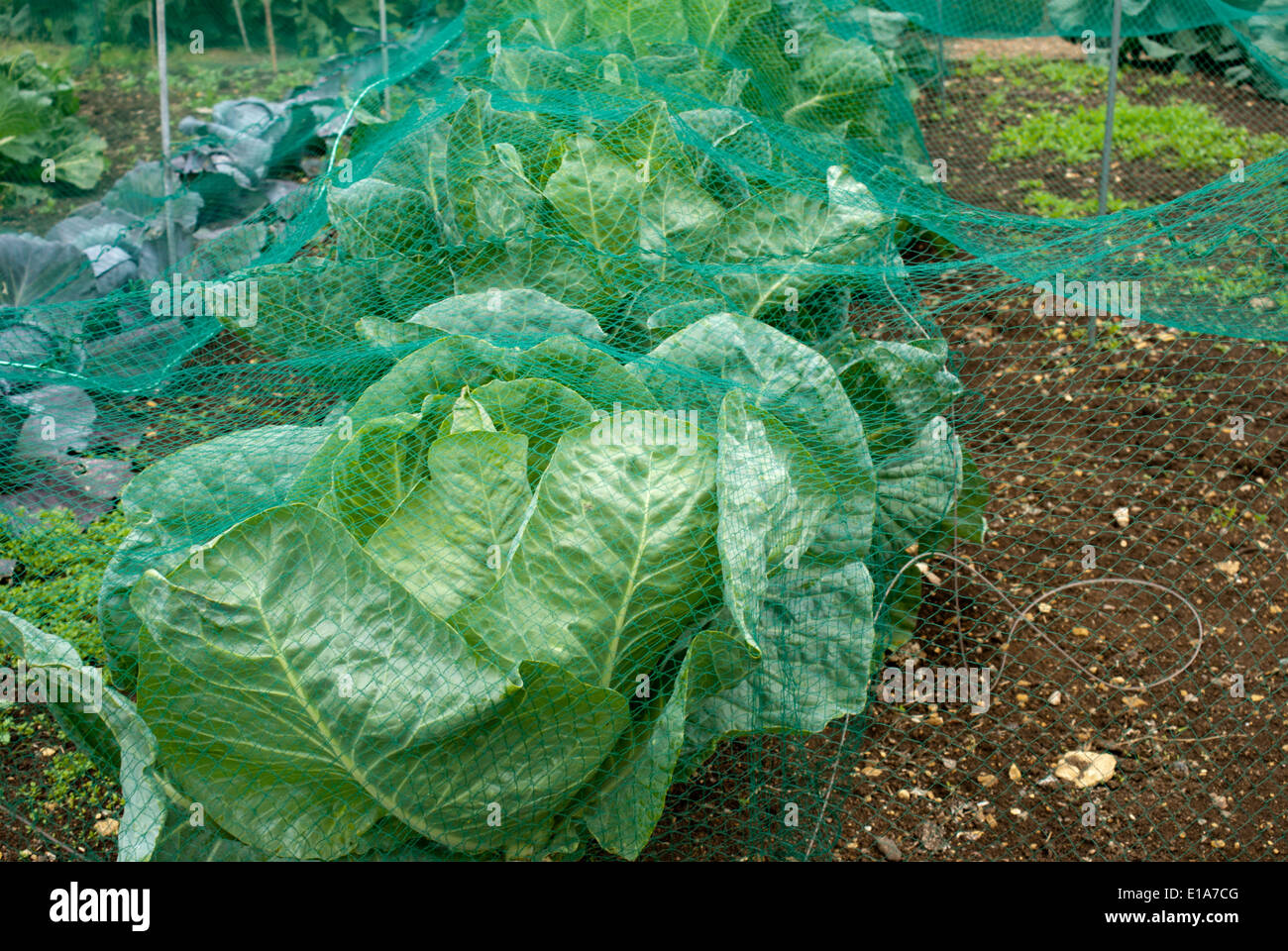 Protecting garden vegetables hires stock photography and images Alamy