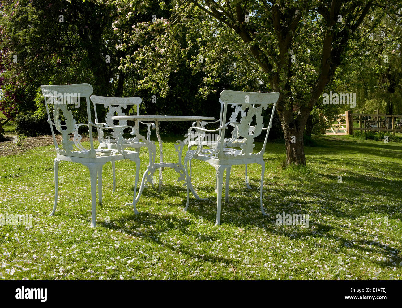 Fallen apple blossom petals on the grass around a garden table and chairs Stock Photo