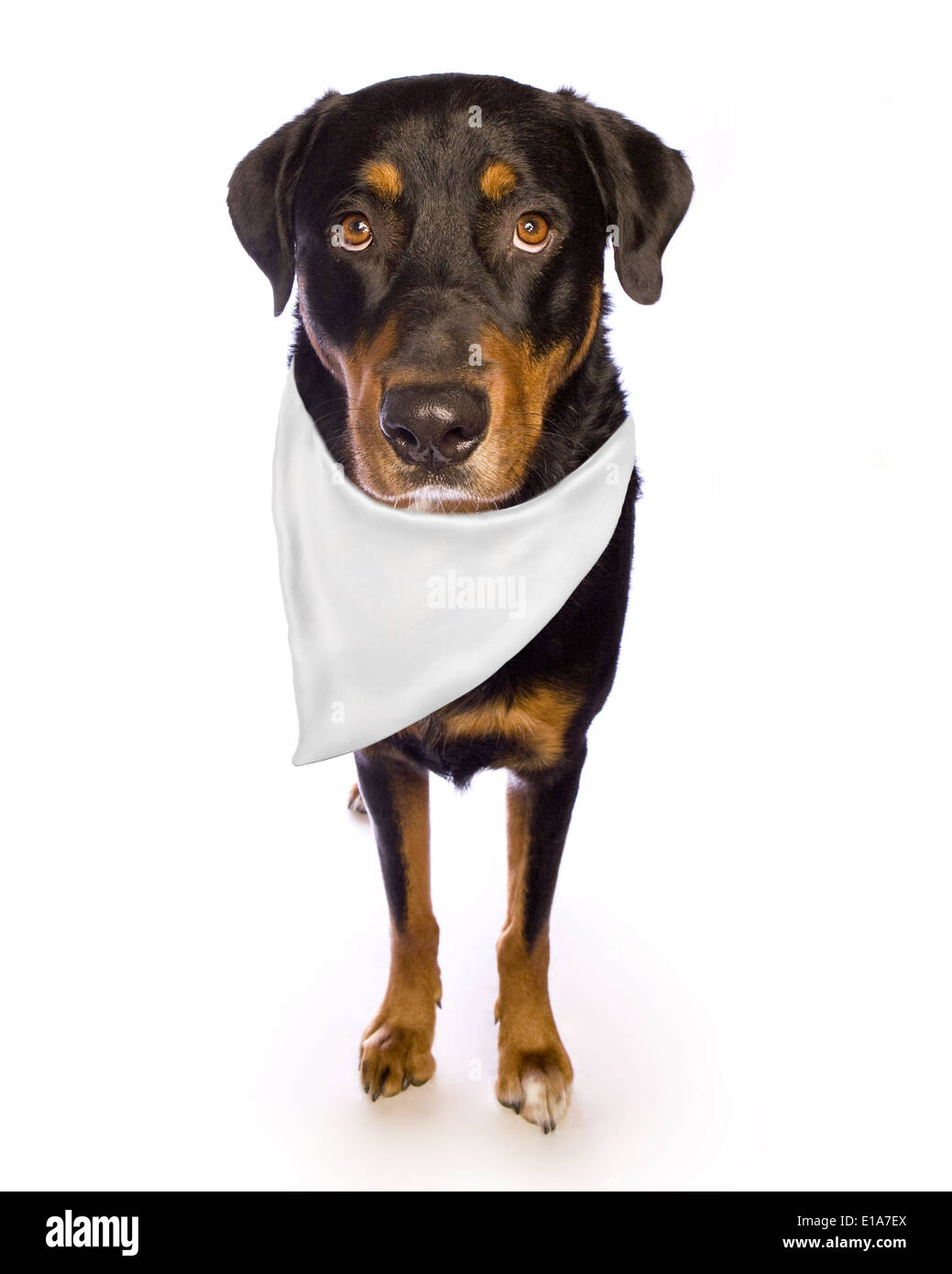 Black And Tan Dog Stock Photos & Black And Tan Dog Stock ... Black And Tan Dog Stock Photos & Black And Tan Dog Stock ...