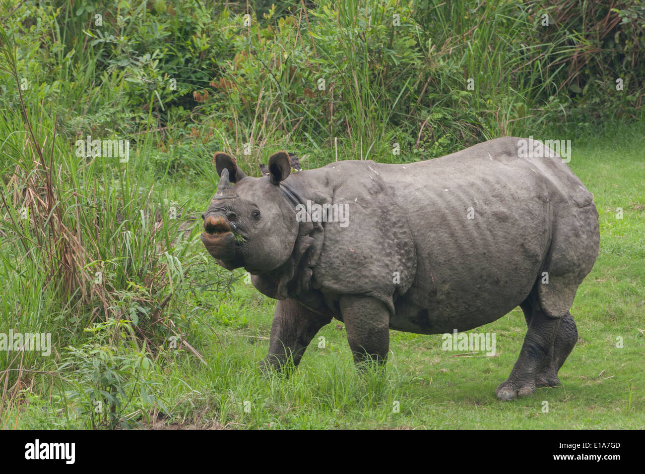One-Horned Rhino (photographed in Kaziranga National Park, India) Stock Photo