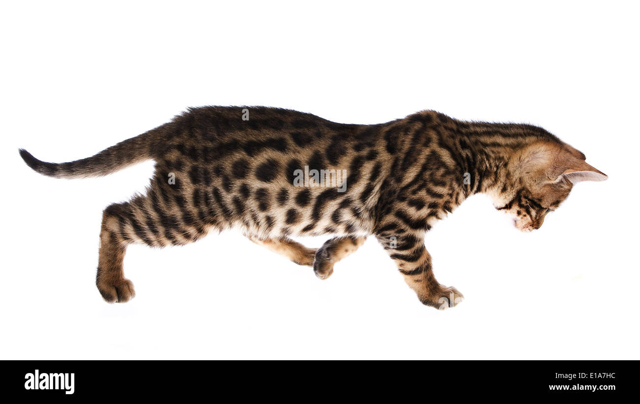 Bengal kitten walking looking down isolated on background Stock Photo