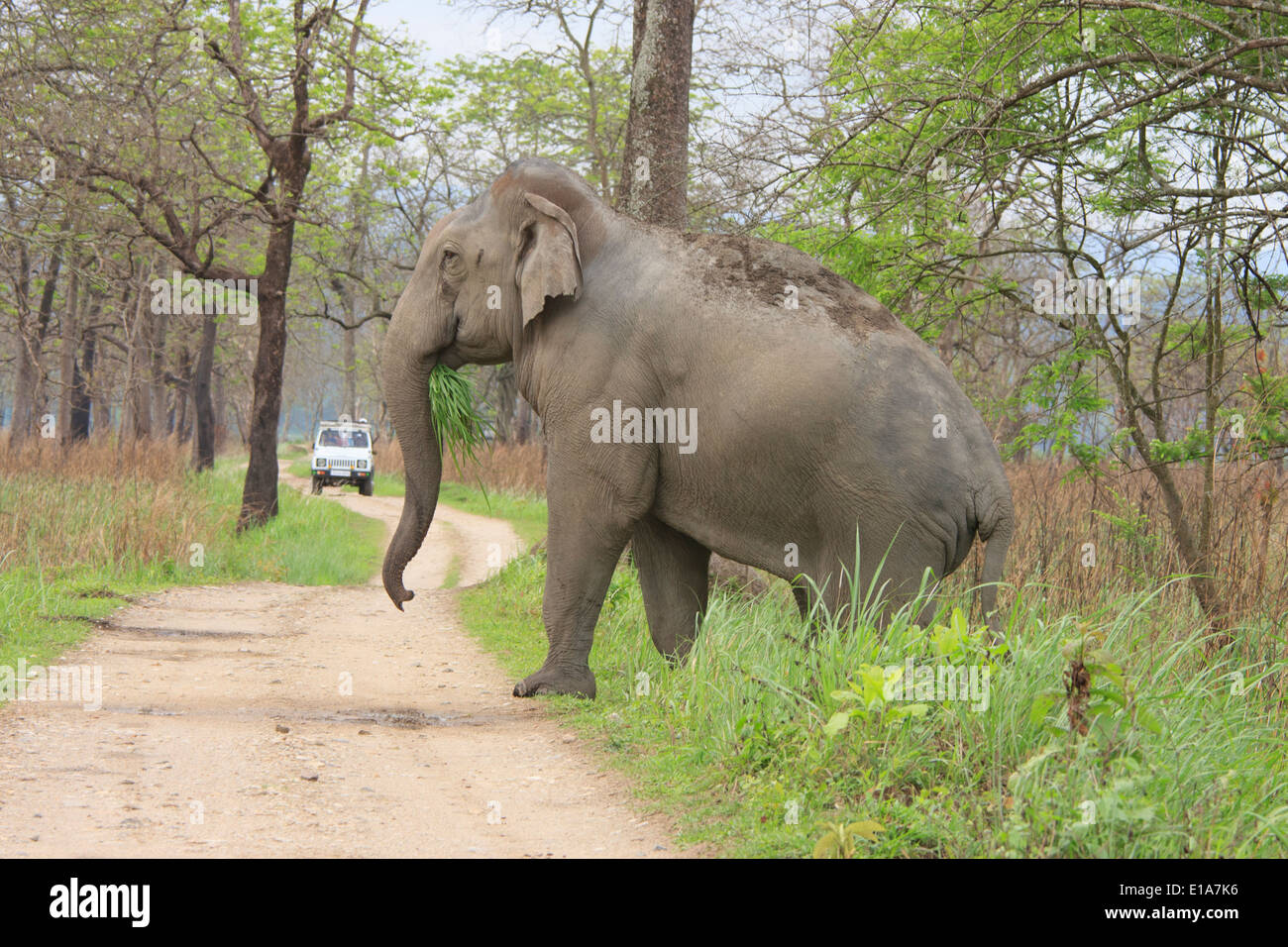 Jeep Safari at Kaziranga (Elephant crossing the dirt road) Stock Photo