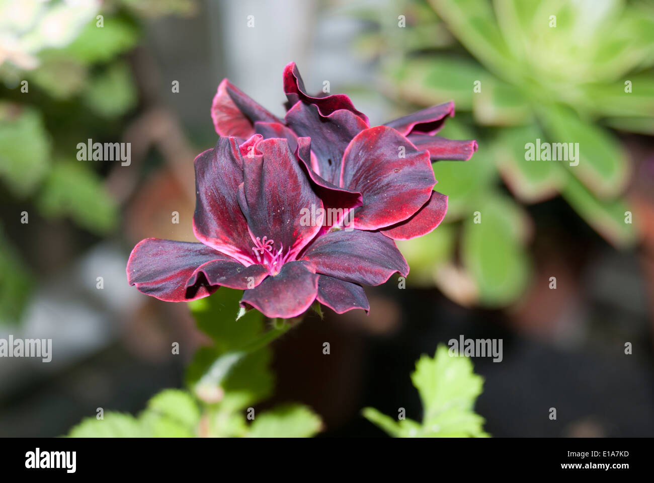 Pelargonium Lord Bute Stock Photo Alamy   Pelargonium Lord Bute E1A7KD 