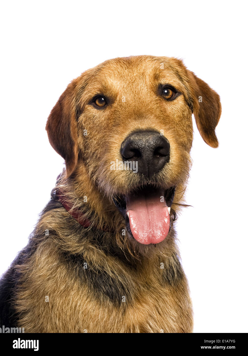 Adorable mixed breed dog isolated on white background Stock Photo - Alamy