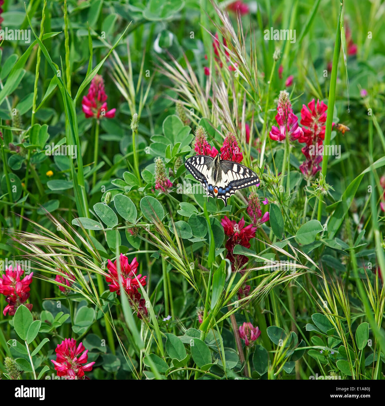 Tiger Swallowtail butterfly on Sainfoin - Onobrychis viciifolia