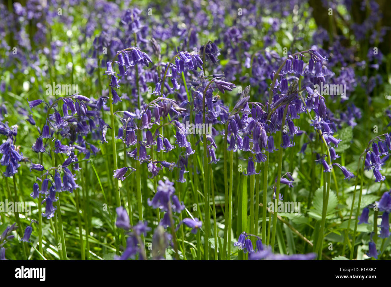 Flowering bluebells, Hyacinthoides non-scripta, in hazel woodland on the Berkshire Downs in spring Stock Photo