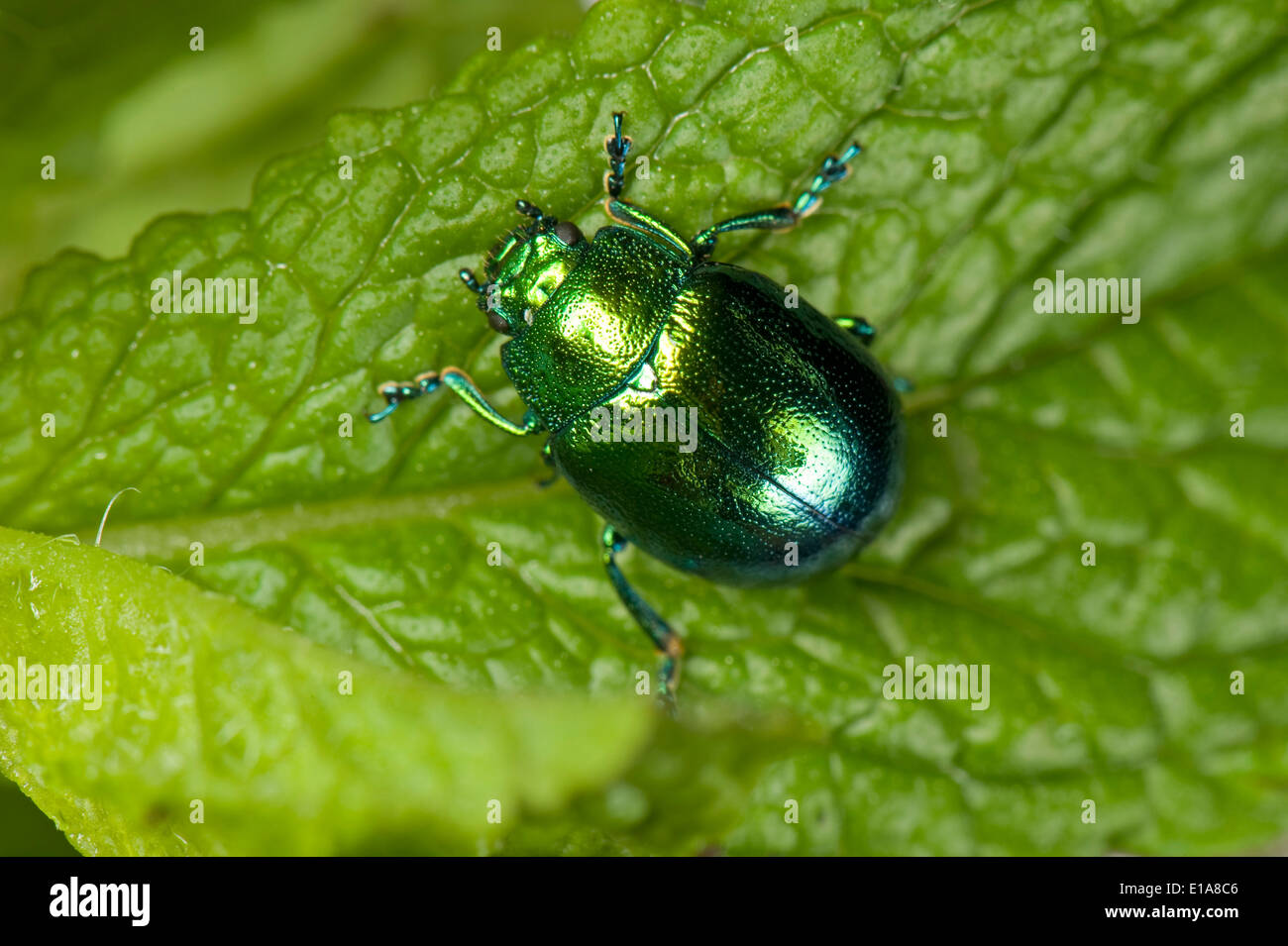 A mint leaf beetle, Chrysolina herbacea, on a mint leaf Stock Photo