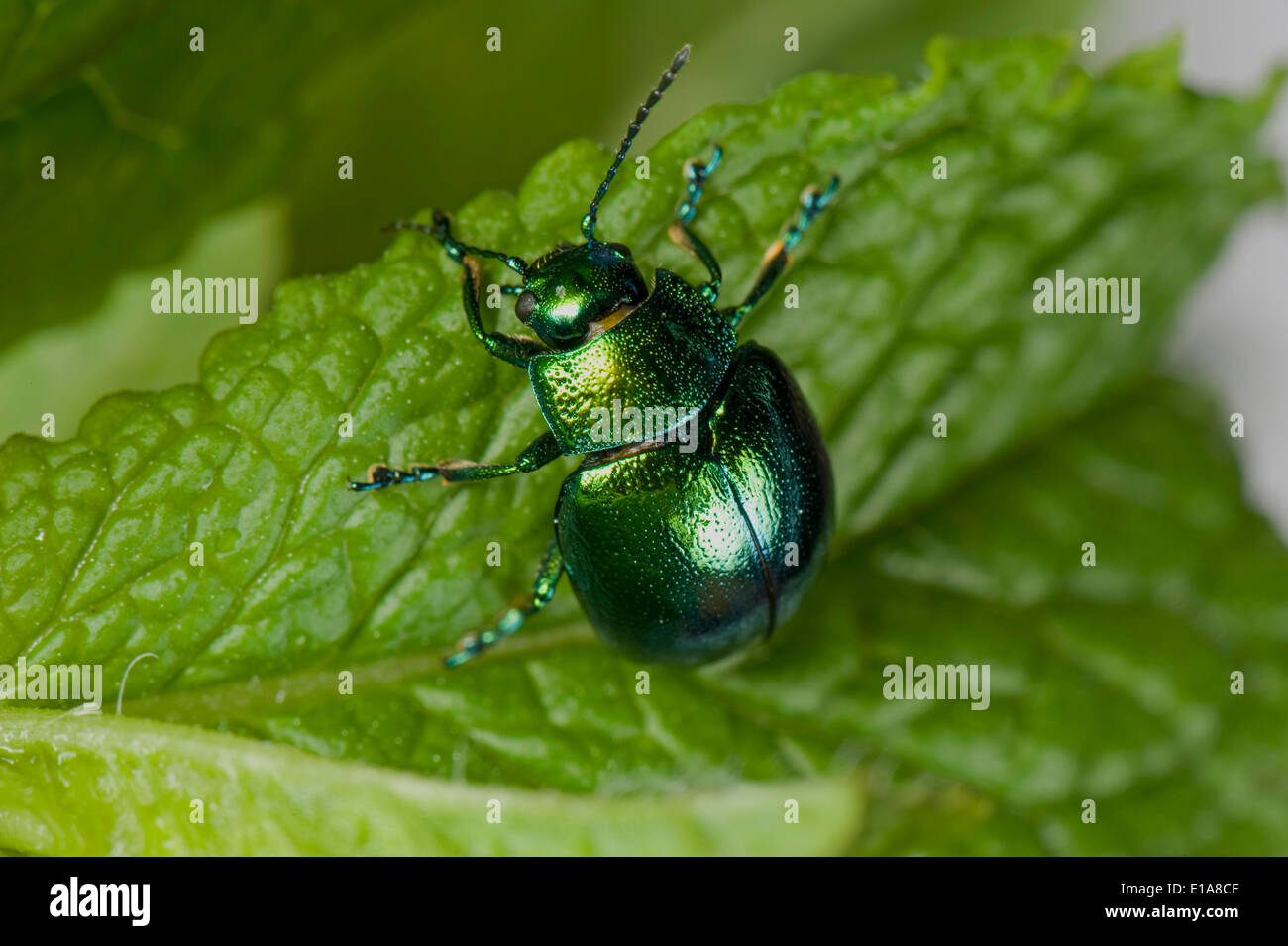 A mint leaf beetle, Chrysolina herbacea, on a mint leaf Stock Photo