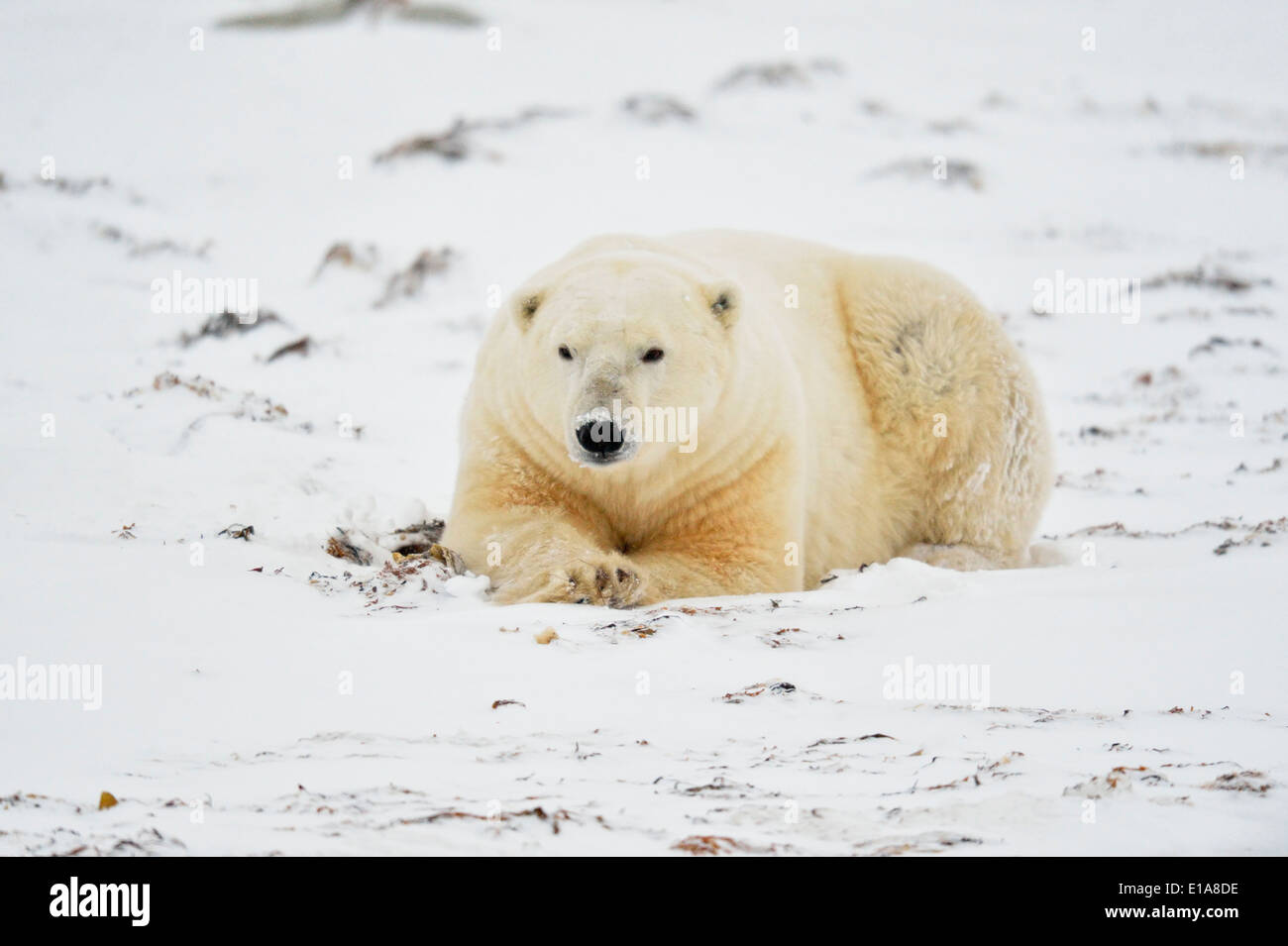 Polar Bear (Ursus maritimus) Wapusk National Park, Cape Churchill