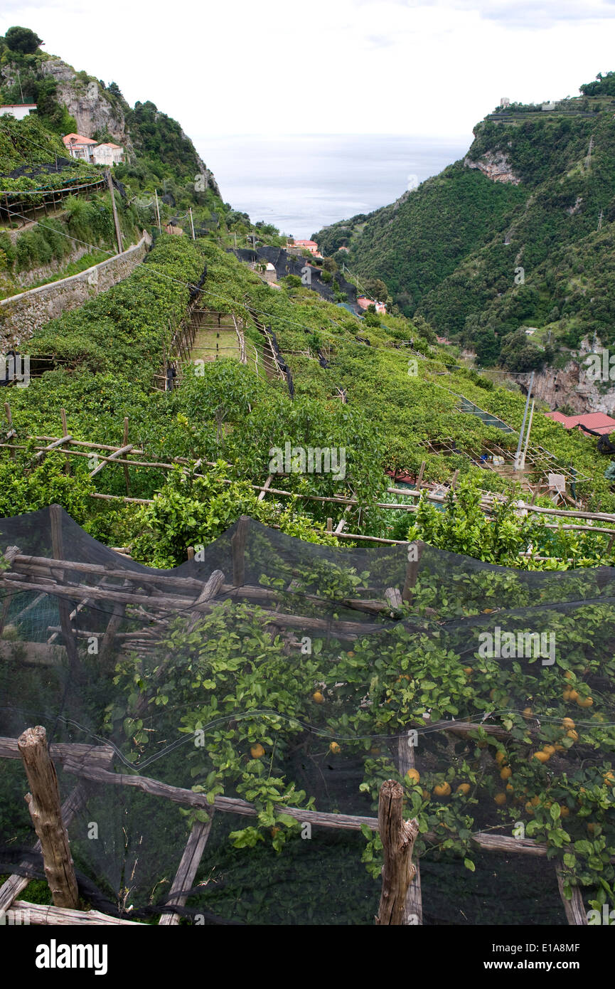 Coastal valley on the Bay of Salerno above Amalfi with terraced lemon orchards, some with shade netting to protect the crop Stock Photo