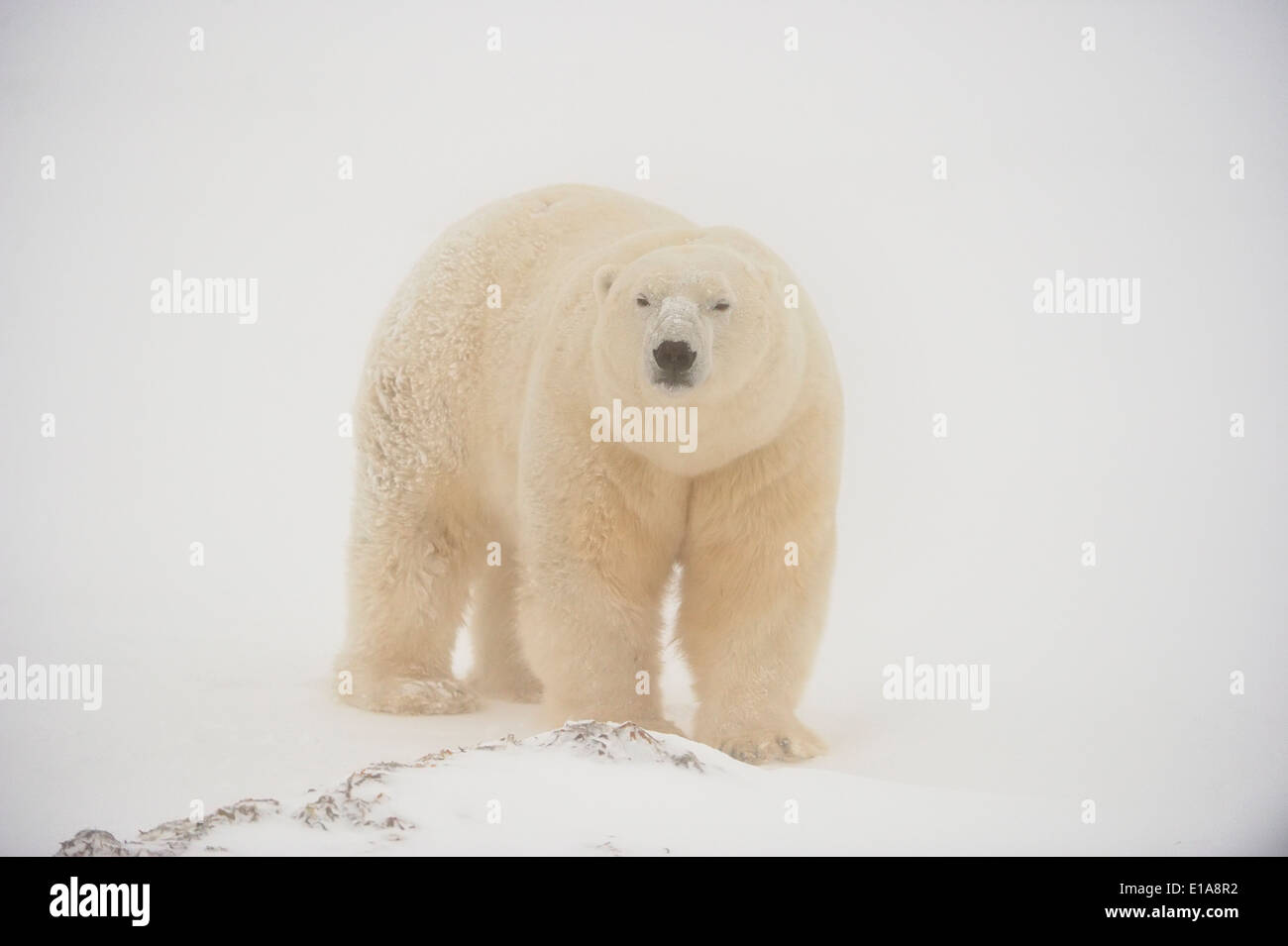 Polar Bear (Ursus maritimus) Wapusk National Park, Cape Churchill Manitoba Canada Stock Photo