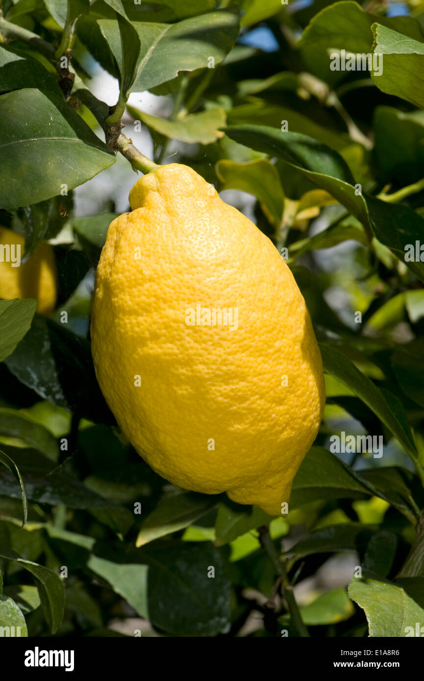 Ripe lemons on the tree near Sorrento and the Bay of Naples in Italy Stock Photo