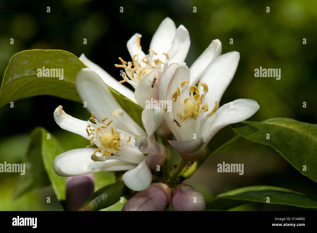 Lemon flowers with attendant ants on the tree near Sorrento and the Bay of Naples in Italy Stock Photo