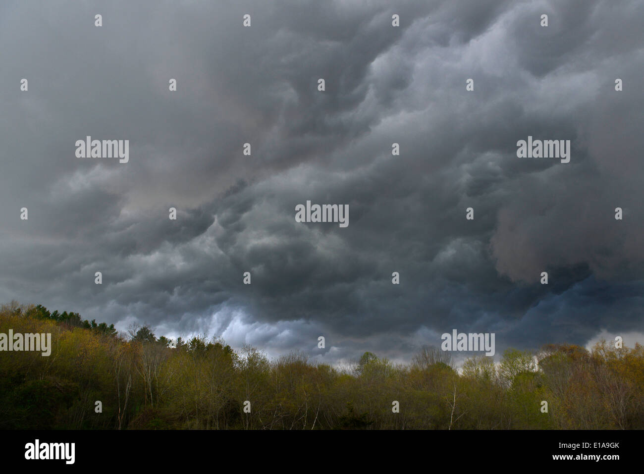 Cumulonimbus storm clouds gather above trees in Southbury, Connecticut. Stock Photo