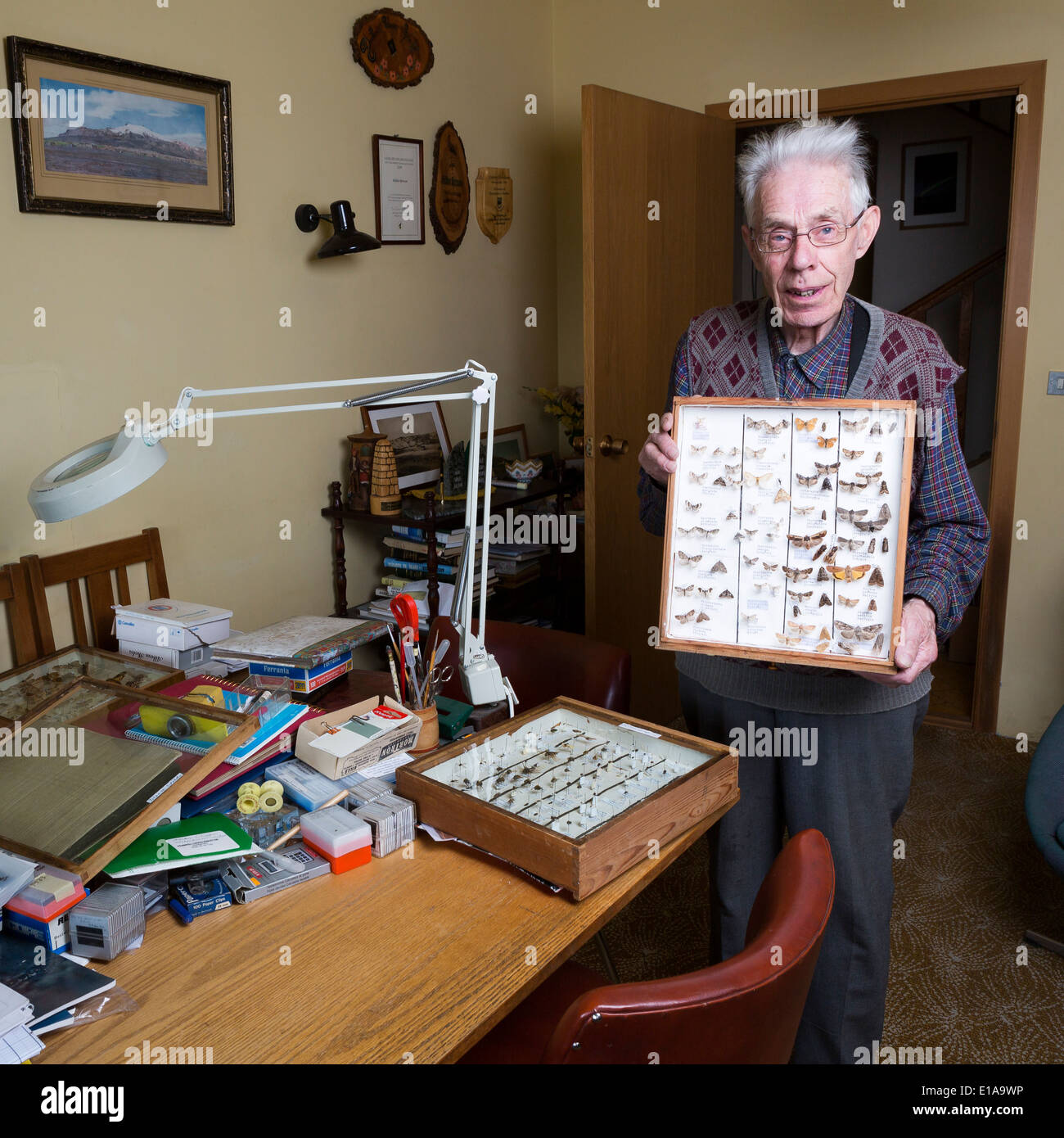 Man holding his framed insect collection, Reykjavik, Iceland Stock Photo