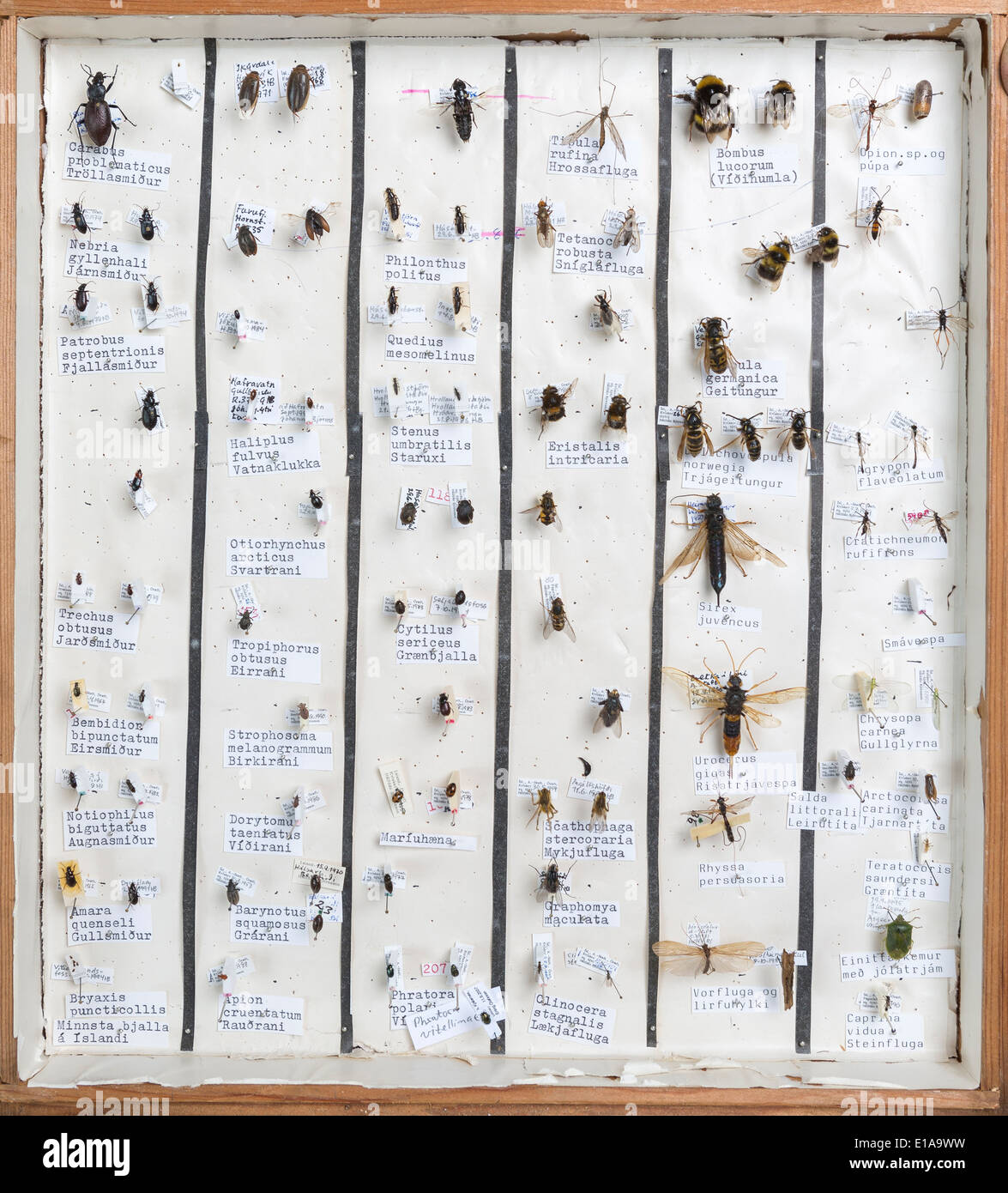 Framed insect collection, Reykjavik, Iceland Stock Photo