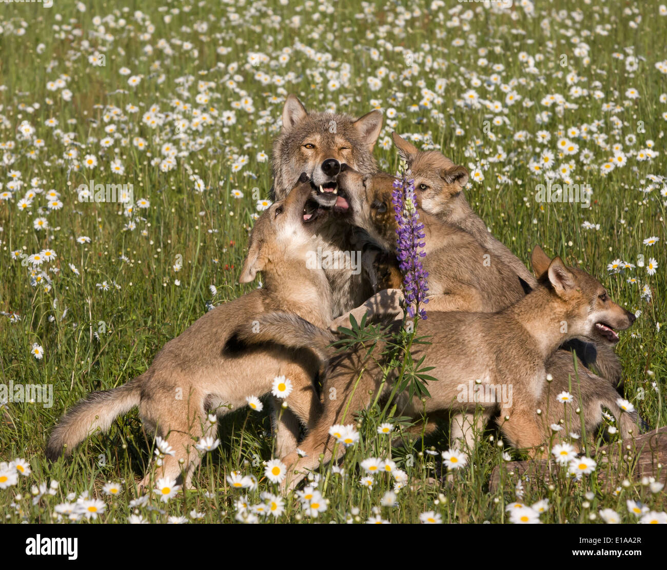 Wolf Puppies Playing with Mom in Wildflower Field Stock Photo - Alamy