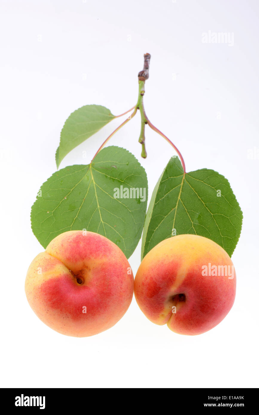 Ripe apricot on a white background Stock Photo - Alamy